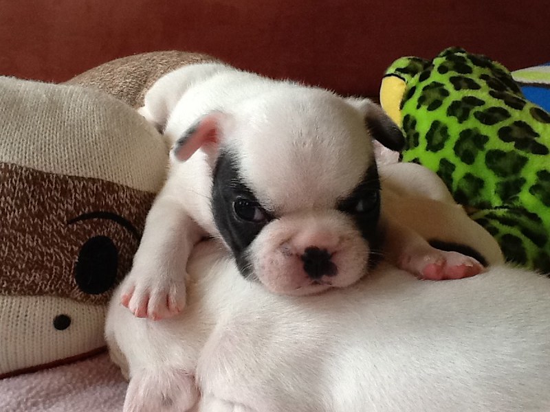 Hugo male 6 weeks old French Bulldog