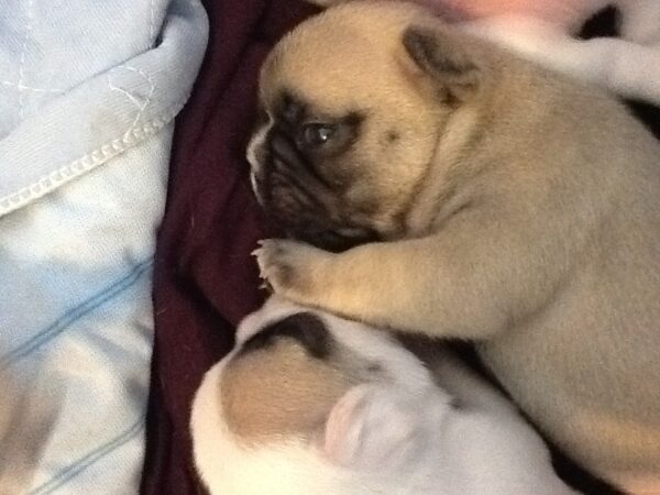 Chloe Female 6 Weeks Old French Bulldog – Adorable Frenchie Puppy for Sale - Image 6
