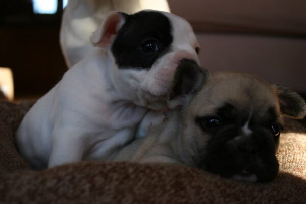 Luna Female 6 Weeks Old French Bulldog | Cute Frenchie Puppy for Sale - Image 9