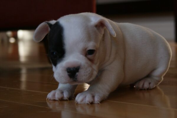 Luna Female 6 Weeks Old French Bulldog | Cute Frenchie Puppy for Sale - Image 10