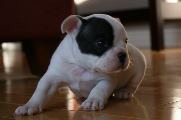 Luna Female 6 Weeks Old French Bulldog | Cute Frenchie Puppy for Sale - Image 8