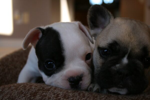 Luna Female 6 Weeks Old French Bulldog | Cute Frenchie Puppy for Sale - Image 7