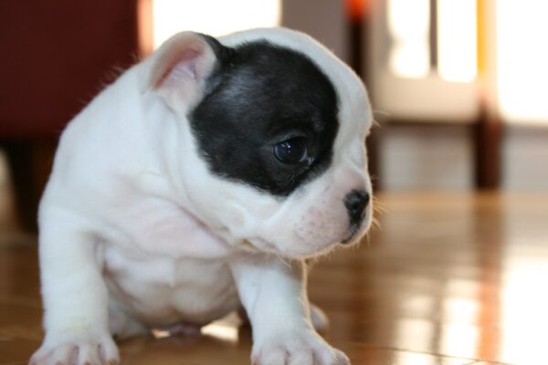 Luna Female 6 Weeks Old French Bulldog | Cute Frenchie Puppy for Sale - Image 6
