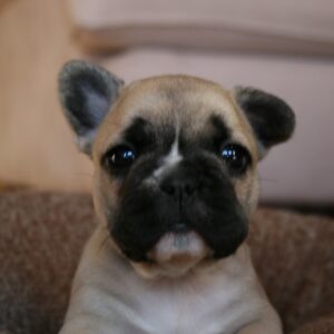 Chloe Female 6 Weeks Old French Bulldog – Adorable Frenchie Puppy for Sale