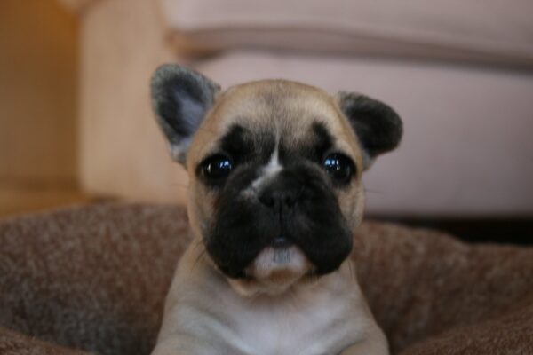 Chloe female 6 weeks old French Bulldog