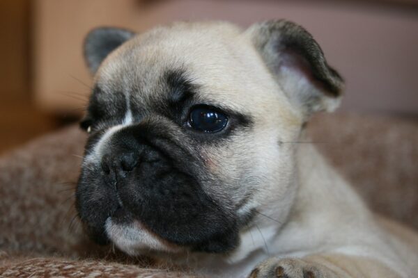Chloe Female 6 Weeks Old French Bulldog – Adorable Frenchie Puppy for Sale - Image 4