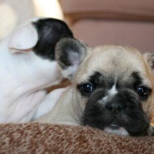 Chloe Female 6 Weeks Old French Bulldog – Adorable Frenchie Puppy for Sale