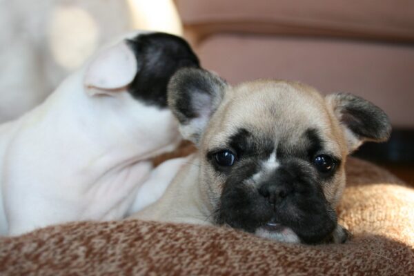 Chloe Female 6 Weeks Old French Bulldog – Adorable Frenchie Puppy for Sale - Image 2