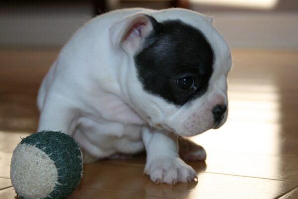 Luna Female 6 Weeks Old French Bulldog | Cute Frenchie Puppy for Sale - Image 4