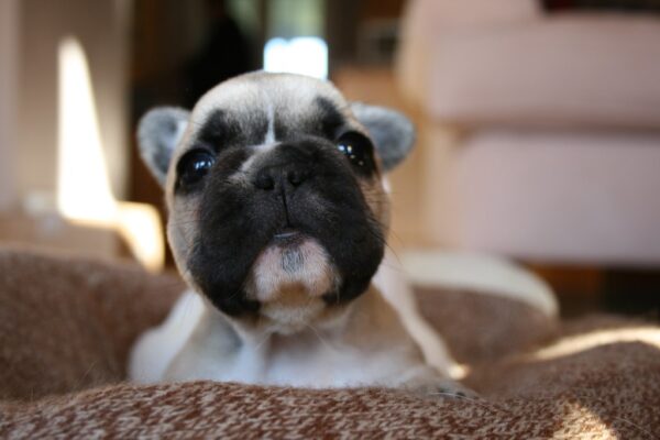 Chloe Female 6 Weeks Old French Bulldog – Adorable Frenchie Puppy for Sale - Image 5