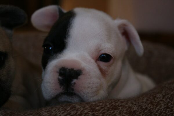 Luna Female 6 Weeks Old French Bulldog | Cute Frenchie Puppy for Sale - Image 5