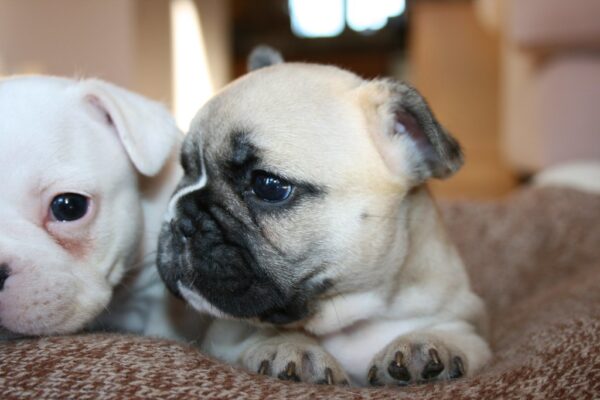 Chloe Female 6 Weeks Old French Bulldog – Adorable Frenchie Puppy for Sale - Image 3