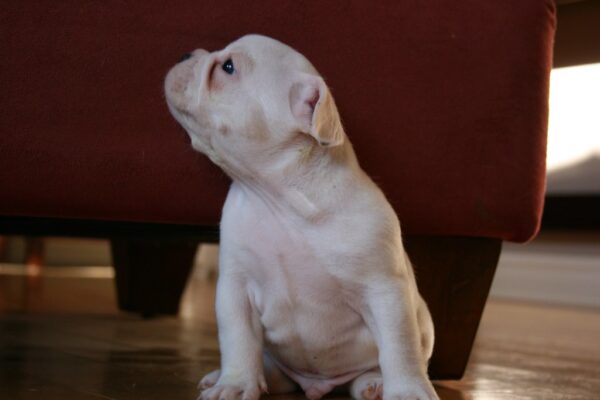 Luna Female 6 Weeks Old French Bulldog | Cute Frenchie Puppy for Sale - Image 3