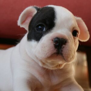 Luna Female 6 Weeks Old French Bulldog | Cute Frenchie Puppy for Sale
