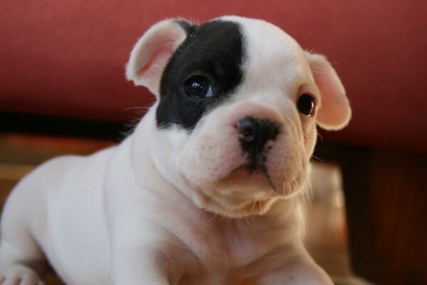 Luna female 6 weeks old French Bulldog