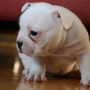 Luna Female 6 Weeks Old French Bulldog | Cute Frenchie Puppy for Sale