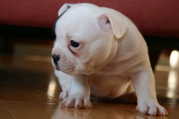 Luna female 6 weeks old French Bulldog