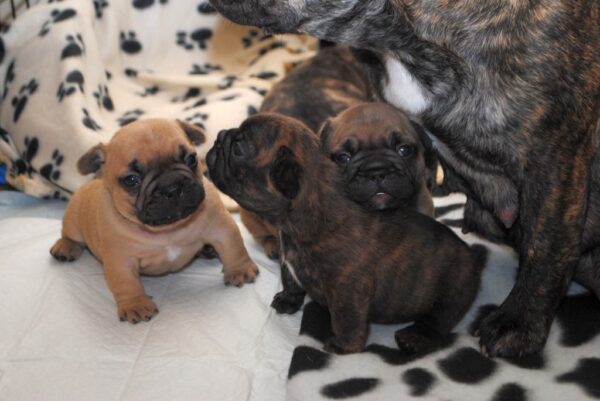 Bruno Male 8 Weeks Old French Bulldog – Adorable Frenchie Puppy for Sale - Image 4