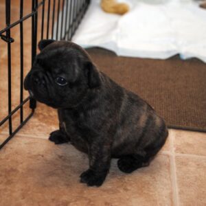 Bruno Male 8 Weeks Old French Bulldog – Adorable Frenchie Puppy for Sale