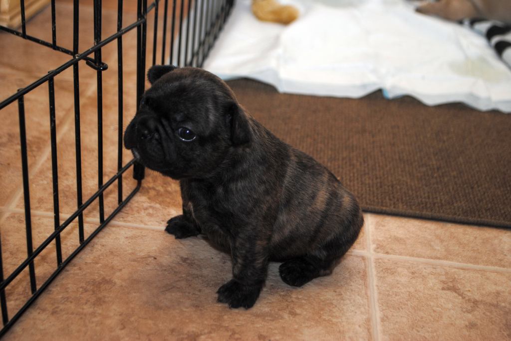 Bruno male 8 weeks old French Bulldog