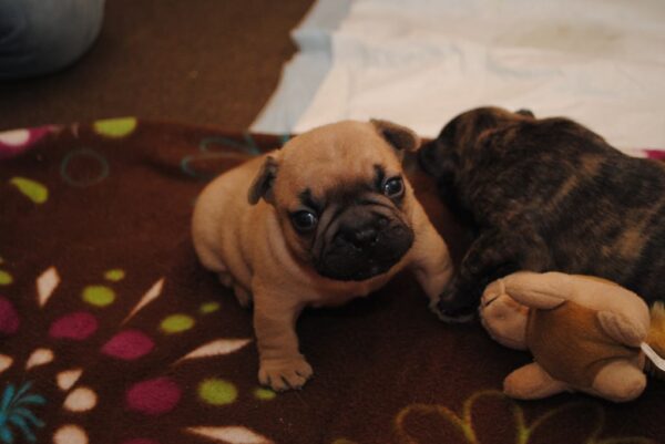 Sophie Female 8 Weeks Old French Bulldog – Adorable Frenchie Puppy for Sale - Image 6