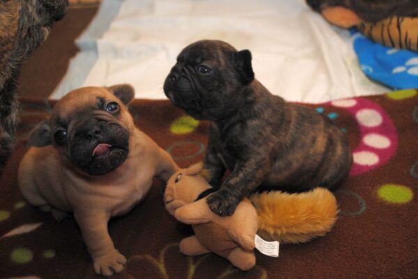 Lola Female 8 Weeks Old French Bulldog – Adorable Frenchie Puppy for Sale - Image 5