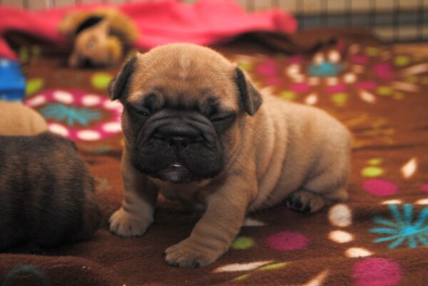 Sophie Female 8 Weeks Old French Bulldog – Adorable Frenchie Puppy for Sale - Image 3