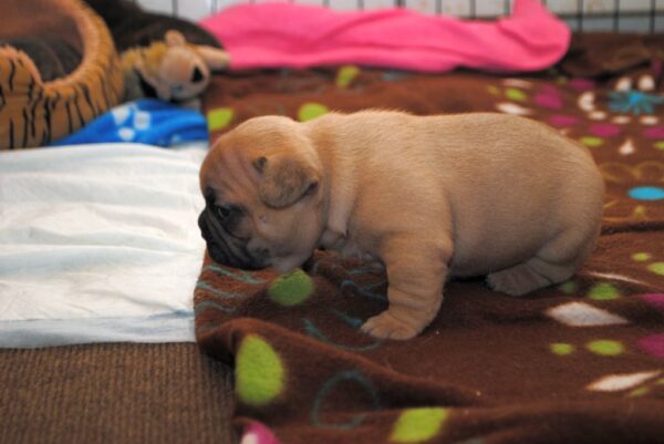 Sophie Female 8 Weeks Old French Bulldog – Adorable Frenchie Puppy for Sale - Image 4