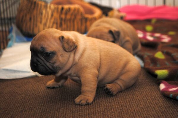 Sophie Female 8 Weeks Old French Bulldog – Adorable Frenchie Puppy for Sale - Image 5