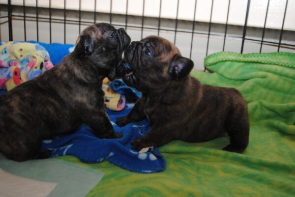 Lola Female 8 Weeks Old French Bulldog – Adorable Frenchie Puppy for Sale - Image 4