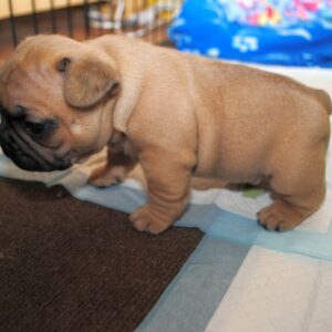 Sophie Female 8 Weeks Old French Bulldog – Adorable Frenchie Puppy for Sale