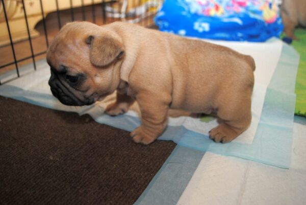 Sophie Female 8 Weeks Old French Bulldog – Adorable Frenchie Puppy for Sale - Image 2