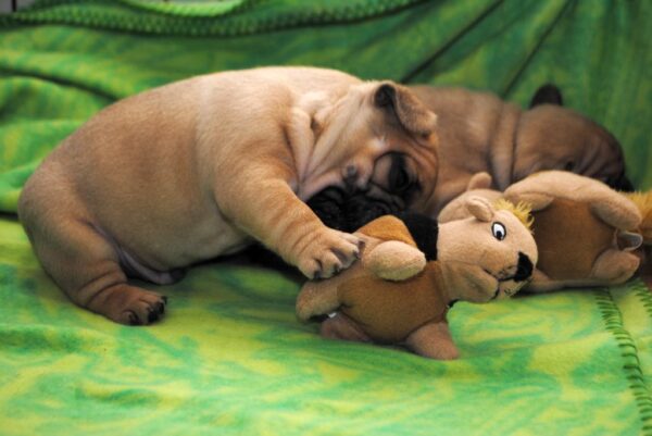 Marcel Male 8 Weeks Old French Bulldog – Playful, Healthy & Ready for a Loving Home - Image 5