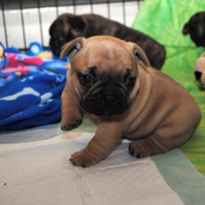 Marcel Male 8 Weeks Old French Bulldog – Playful, Healthy & Ready for a Loving Home