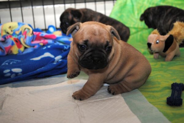 Marcel Male 8 Weeks Old French Bulldog – Playful, Healthy & Ready for a Loving Home - Image 2