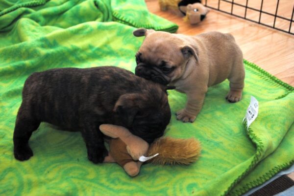 Marcel Male 8 Weeks Old French Bulldog – Playful, Healthy & Ready for a Loving Home - Image 4