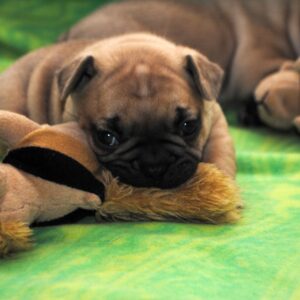 Marcel Male 8 Weeks Old French Bulldog – Playful, Healthy & Ready for a Loving Home