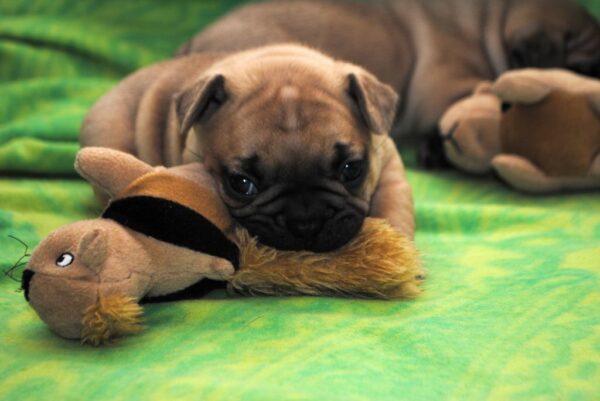 Marcel male 8 weeks old French Bulldog