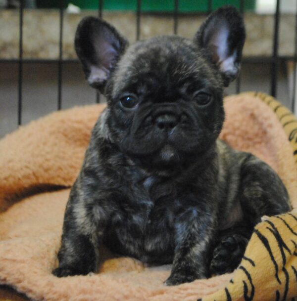 Lola Female 8 Weeks Old French Bulldog – Adorable Frenchie Puppy for Sale - Image 3