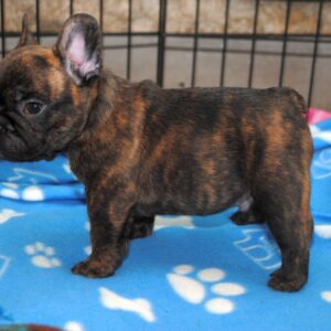 Bruno Male 8 Weeks Old French Bulldog – Adorable Frenchie Puppy for Sale
