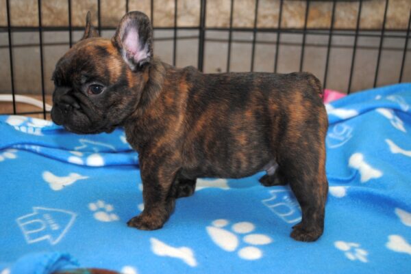 Bruno Male 8 Weeks Old French Bulldog – Adorable Frenchie Puppy for Sale - Image 2