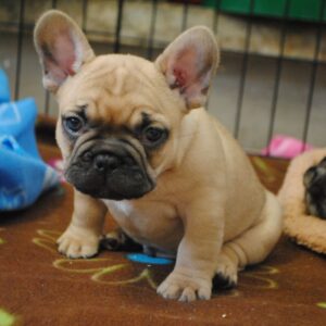Sophie Female 8 Weeks Old French Bulldog – Adorable Frenchie Puppy for Sale