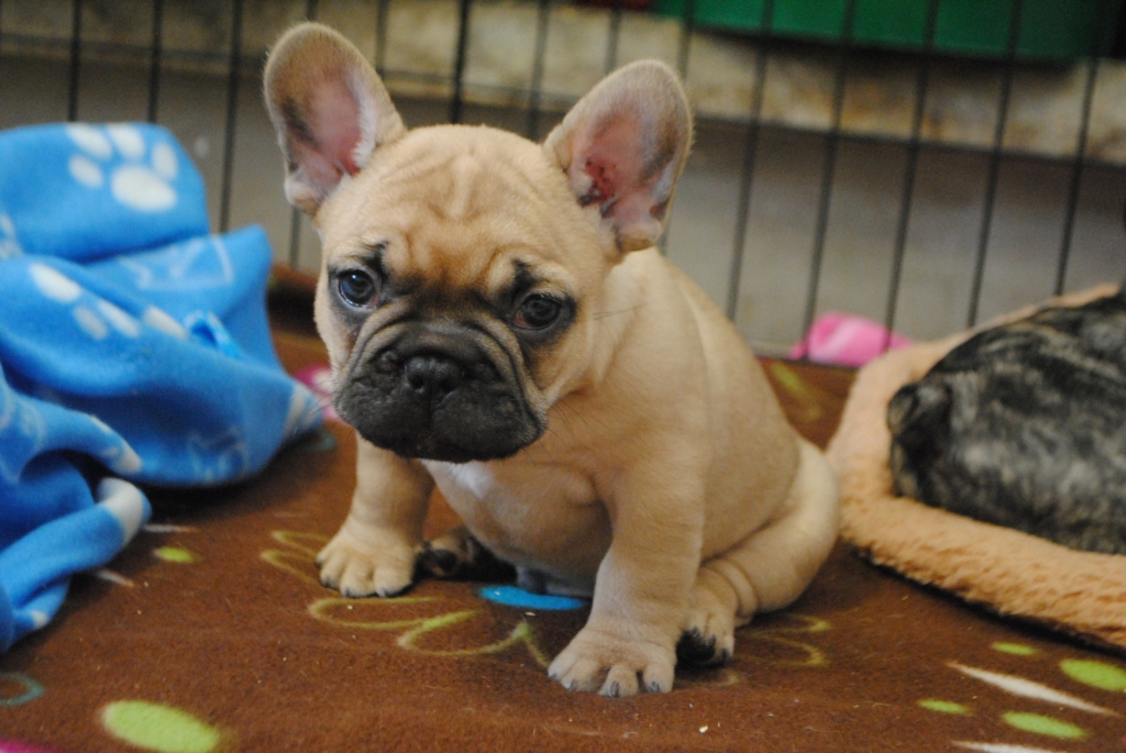 sophie female 8 weeks old french bulldog