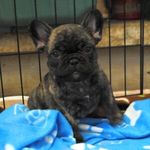 Lola Female 8 Weeks Old French Bulldog – Adorable Frenchie Puppy for Sale