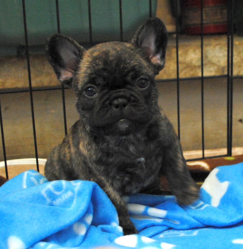Lola female 8 weeks old French Bulldog