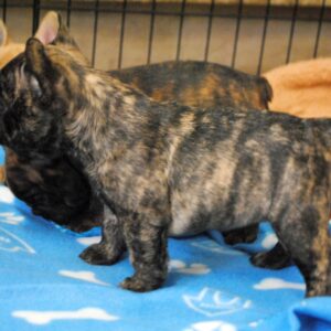 Lola Female 8 Weeks Old French Bulldog – Adorable Frenchie Puppy for Sale