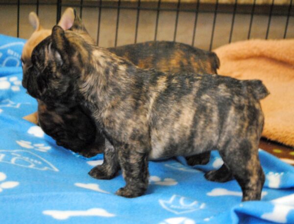 Lola Female 8 Weeks Old French Bulldog – Adorable Frenchie Puppy for Sale - Image 2