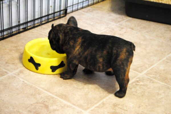 Bruno Male 8 Weeks Old French Bulldog – Adorable Frenchie Puppy for Sale - Image 6