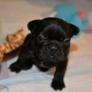 Yves Female 5 Weeks Old French Bulldog – Reserve Now