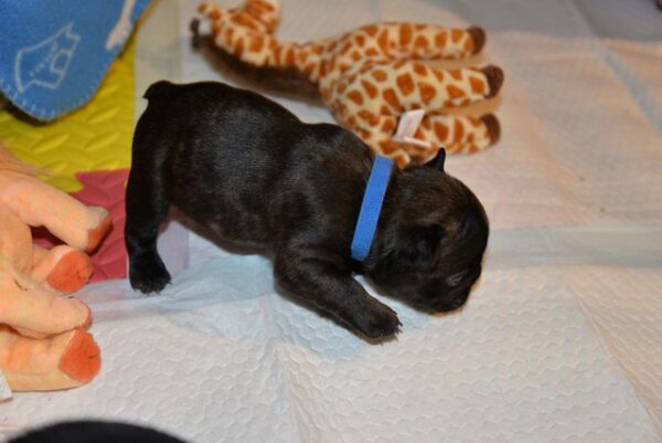 Thor Male 5 Weeks Old French Bulldog | Reserve Today - Image 3